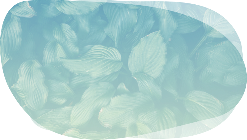 plants
